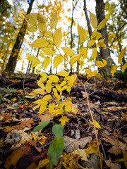 Prosartes lanuginosa