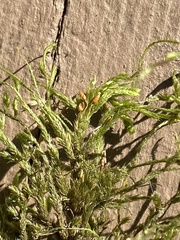 Forsstroemia trichomitria