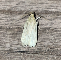 Psilocorsis reflexella