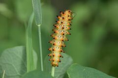 Zerynthia polyxena