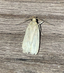 Psilocorsis reflexella