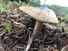 Amanita fulvoides