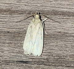 Psilocorsis reflexella