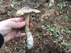 Amanita fulvoides