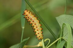 Zerynthia polyxena