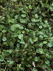 Hydrocotyle verticillata