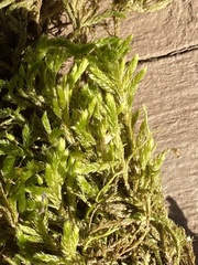 Forsstroemia trichomitria