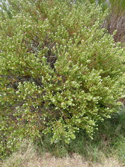 Phylica pinea