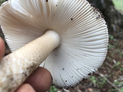 Amanita fulvoides