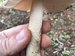 Amanita fulvoides