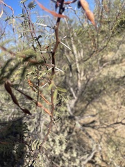 Vachellia constricta