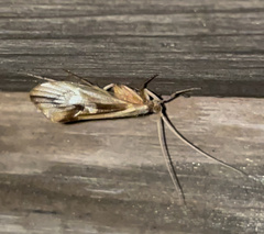 Platycentropus radiatus