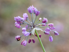 Allium rubens