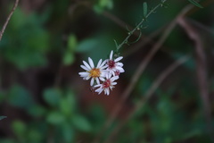 Symphyotrichum dumosum