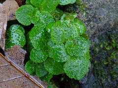 Chrysosplenium oppositifolium