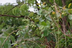 Magnoliopsida