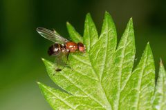 Mycetaulus bipunctatus