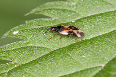 Anthocoris nemorum