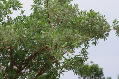 Terminalia sericea