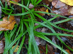 Carex sylvatica