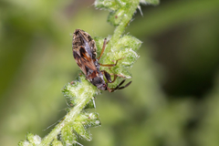 Scolopostethus thomsoni