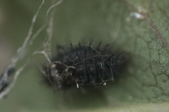 Chilocorus renipustulatus