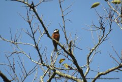 Sittiparus castaneoventris