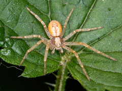 Philodromus aureolus