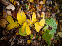 Uvularia perfoliata