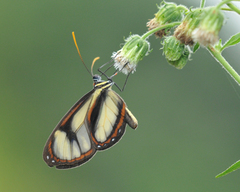 Ithomia salapia