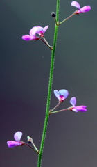 Desmodium strictum