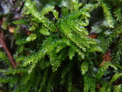 Eurhynchium
