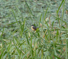 Prinia socialis