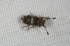 Toxonotus cornutus