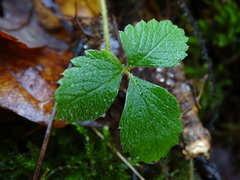 Potentilla sterilis