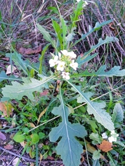 Diplotaxis erucoides