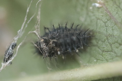 Chilocorus renipustulatus