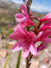 Watsonia borbonica