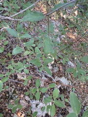 Lonicera etrusca