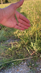 Phalaris caroliniana