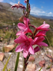 Watsonia borbonica