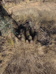 Echinocereus engelmannii