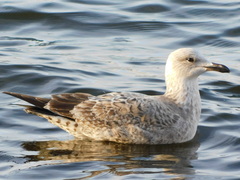Larus argentatus