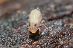 Dicyrtomidae