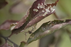 Nephopterix angustella