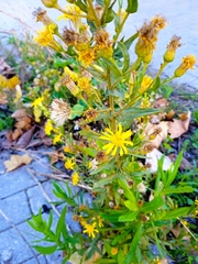 Dittrichia viscosa