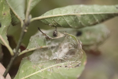 Nephopterix angustella