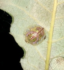 Coptocycla leprosa
