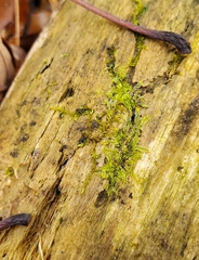 Lophocolea heterophylla