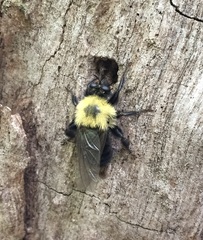 Laphria thoracica